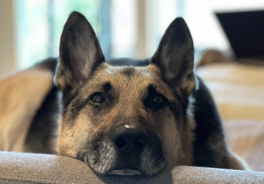 Meet Gunnar, and why That’s My Pup was born